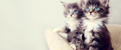 蓝眼睛可爱猫咪高清图片