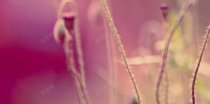 罂粟花唯美H5背景jpg设计背景_新图网 https://ixintu.com 紫色 花朵 摄影 浪漫 光圈 H5 h5 风景