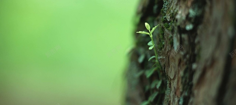 成长的树苗背景jpg设计背景_新图网 https://ixintu.com 幼苗 成长 植物 绿色 绿芽 希望 树苗 小树苗 小清新 文艺范 海报banner 文艺 简约