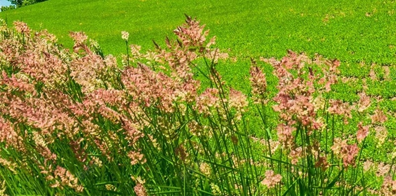 蓝天白云花卉草原H5背景jpg设计背景_新图网 https://ixintu.com 风景 草原 春天 清新 蓝天 白云 花卉 H5 h5 文艺 小清新 简约