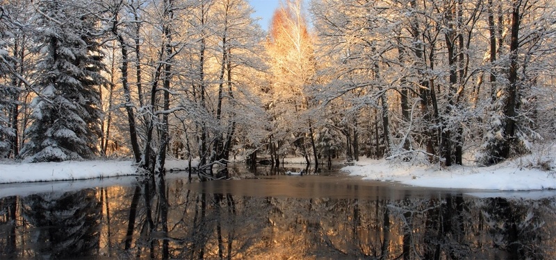 雪地深林海报背景jpg设计背景_新图网 https://ixintu.com 森林 草木 雪地 雪水 雪 梦幻 美景 雪景 冬季 冬天 寒冷 漂亮 冷