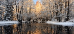 冬天的美景雪地深林海报背景高清图片