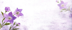 浪漫紫花唯美花朵背景高清图片