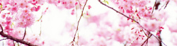 桃花花蕾鲜花植物女性粉色桃花花朵美丽花蕾高清图片