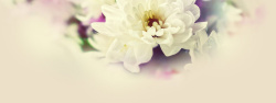 清新网页模板清新花朵背景高清图片
