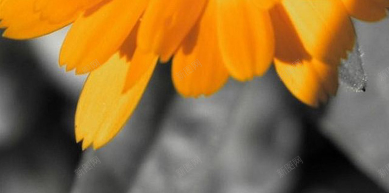 花朵上的小蜜蜂H5背景jpg设计背景_新图网 https://ixintu.com 植物 花 花朵 蜜蜂 黄色 H5背景 H5 h5 摄影 风景