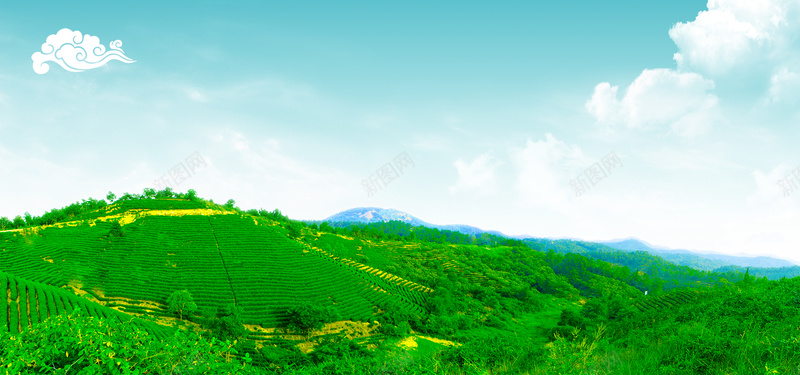 茶山茶园绿色生态风景图片背景