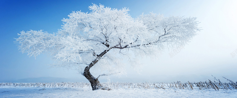 冬季雪花大树背景背景