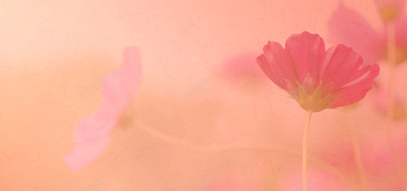 唯美的鲜花jpg设计背景_新图网 https://ixintu.com 唯美的鲜花背景图片免费下载暗红色 唯美 模糊 纹理 鲜花 暗红色 海报banner 质感