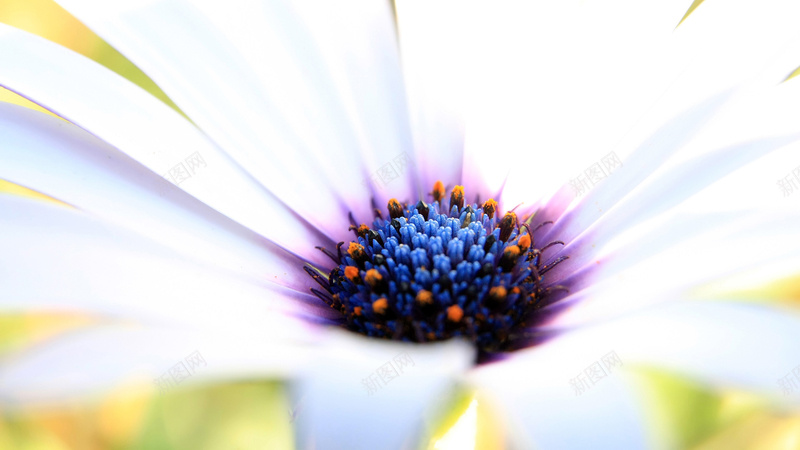 白叶蓝紫花蕊的近距离写真jpg设计背景_新图网 https://ixintu.com 写真美图 壁纸 高清壁纸 鲜花 黑色的花蕊