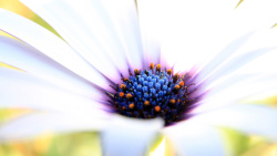 黑色的花蕊白叶蓝紫花蕊的近距离写真高清图片