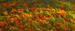 黄树林彩色的树林俯视高清图片