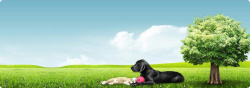 医疗广告素材关爱宠物健康广告背景高清图片