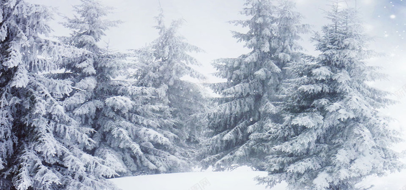 摄影雪树背景背景