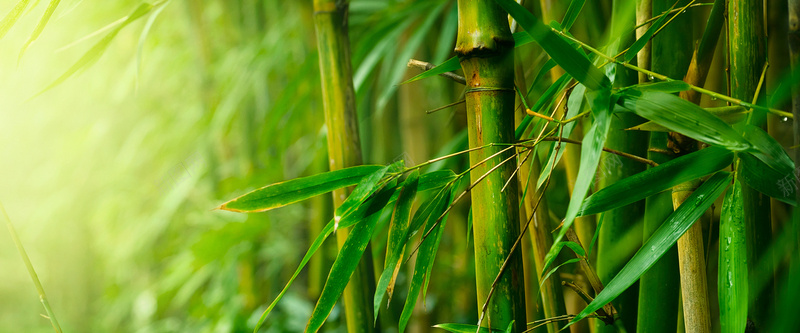 竹子绿色朦胧背景