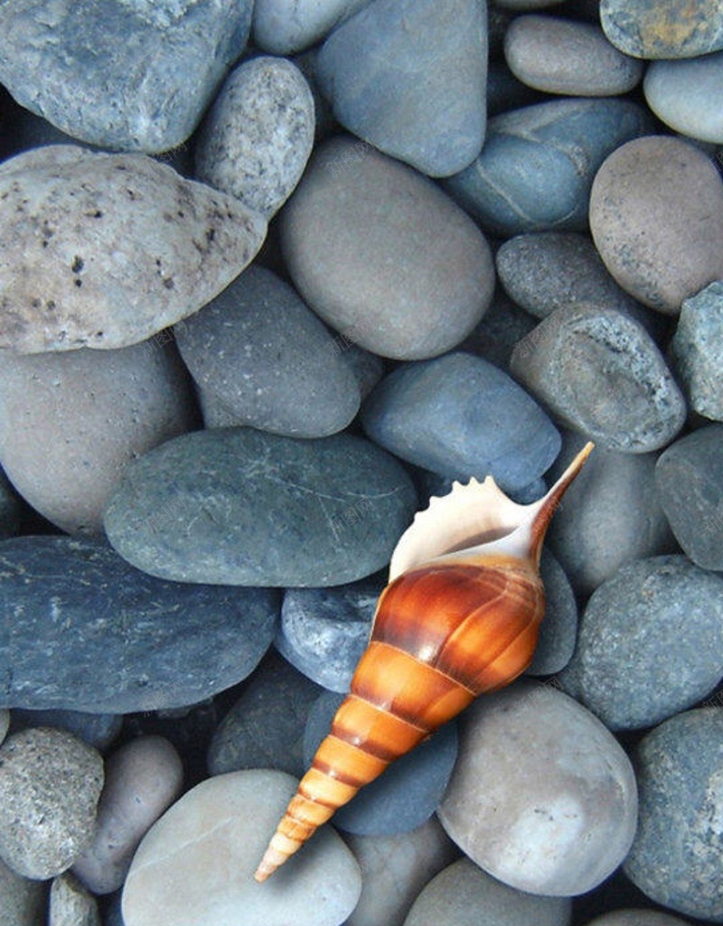 灰色鹅卵石上的海螺H5背景jpg设计背景_新图网 https://ixintu.com 石头 海螺 其他 彩色 灰色 H5背景 鹅卵石 H5 h5 摄影 风景