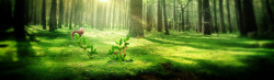 环保化妆品绿色深林高清图片