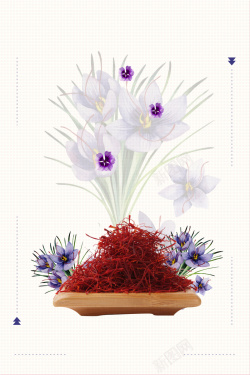 功效图藏红花中草药养生补血海报背景素材高清图片