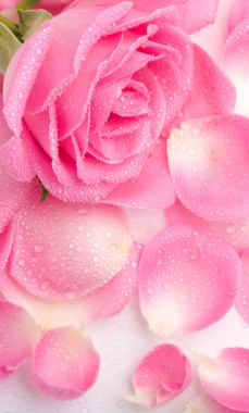 粉色花朵H5背景背景