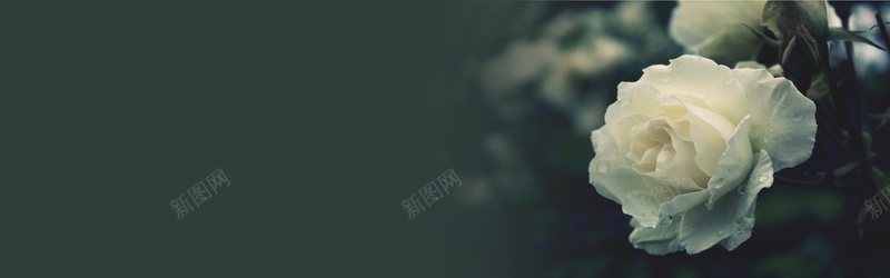 唯美玫瑰花朵bannerjpg设计背景_新图网 https://ixintu.com 唯美 玫瑰 花朵 白玫瑰 海报banner