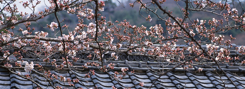 樱花日式建筑背景