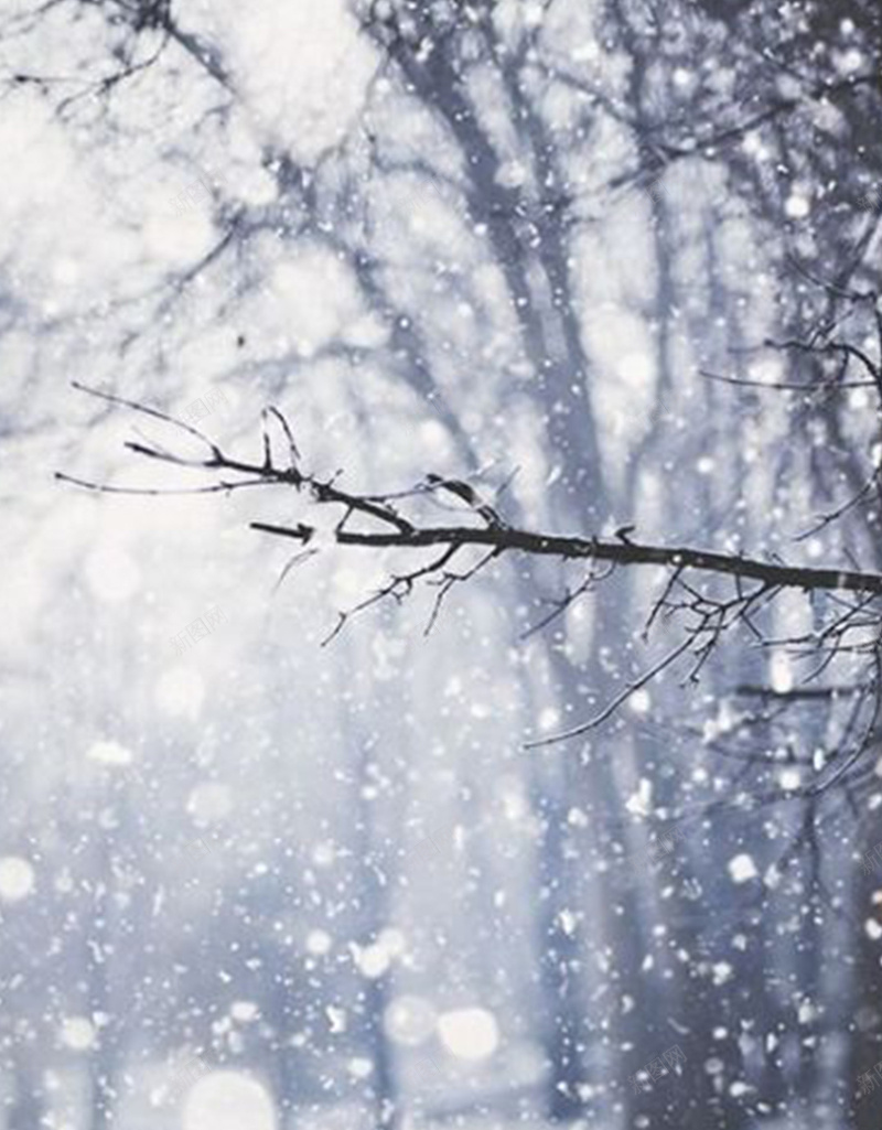 正在下雪jpg设计背景_新图网 https://ixintu.com 雪 树 风景 摄影