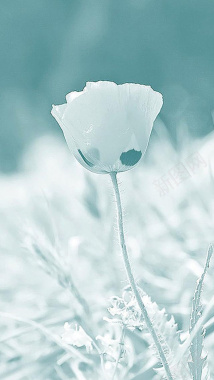 白色花朵H5背景背景