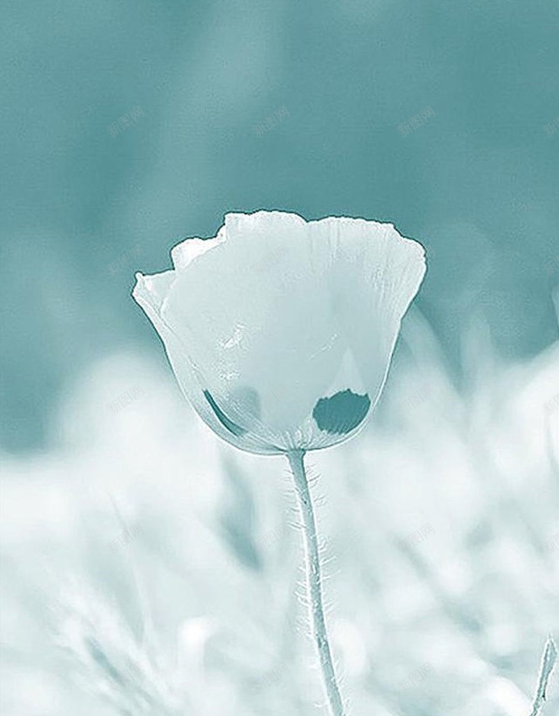 白色花朵H5背景jpg设计背景_新图网 https://ixintu.com 植物 花 雪地 冰雕 冬天 H5 h5 摄影 风景