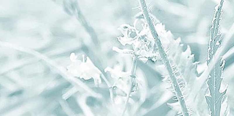 白色花朵H5背景jpg设计背景_新图网 https://ixintu.com 植物 花 雪地 冰雕 冬天 H5 h5 摄影 风景