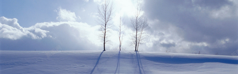 大树雪地背景背景