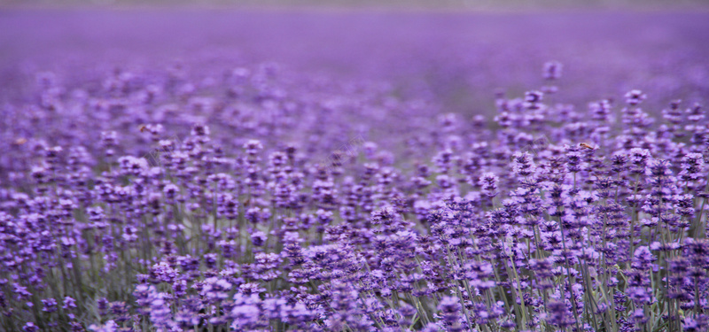 薰衣草花海背景背景