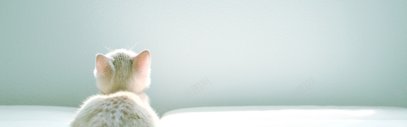 白色胖嘟嘟猫咪白色唯美小猫背景背景