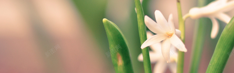 白色水仙花背景背景