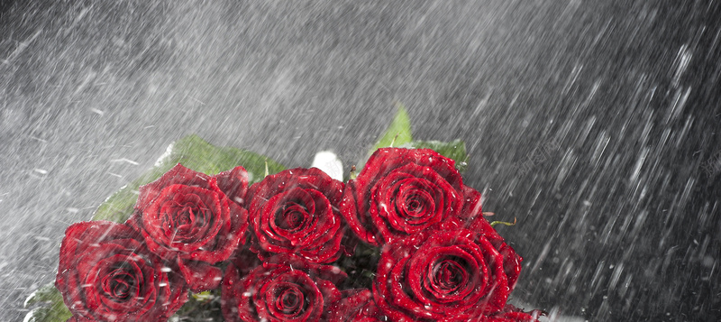 雨中玫瑰背景图背景