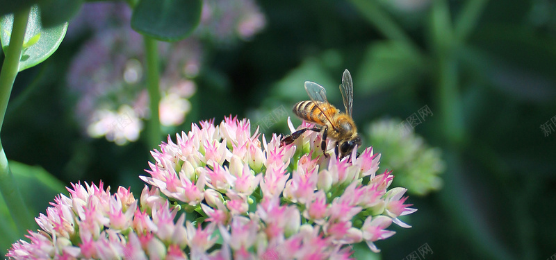 蜜蜂鲜花摄影jpg设计背景_新图网 https://ixintu.com 蜜蜂 鲜花 花朵 植物 背景 海报banner 摄影 风景