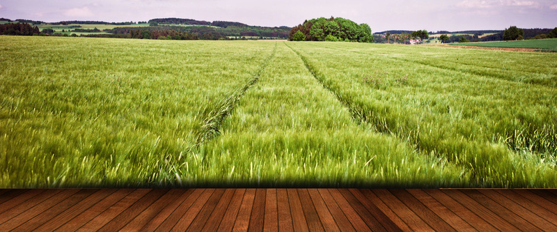 绿色草原木板背景背景