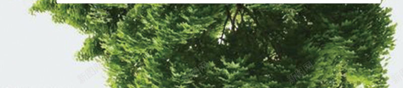 绿色植物海报背景psd设计背景_新图网 https://ixintu.com 夏季海报 大气海报 文艺海报 梦幻海报 激情海报 鲜花海报 宣传海报 浪漫海报 简约海报
