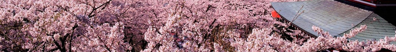 日本旅游海报背景模板jpg设计背景_新图网 https://ixintu.com 东京 旅游 日式古建筑 日式建筑 日本 樱花 海报 风景