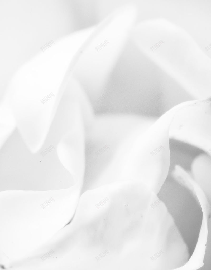 花朵绽放白色大气H5背景素材jpg设计背景_新图网 https://ixintu.com 花朵素材 大气 白色 绽放 花朵 花朵背景 文艺 小清新 简约