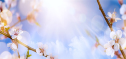 美丽的梨花矢量图梦幻光斑桃花背景高清图片