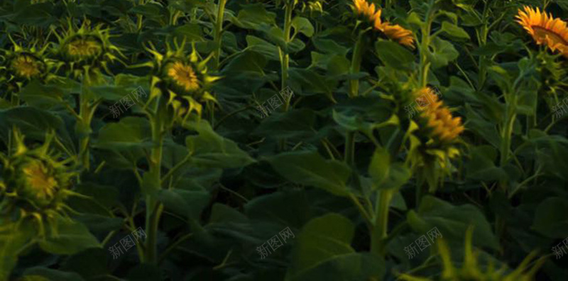 向日葵花海背景jpg设计背景_新图网 https://ixintu.com 向日葵 植物 绿色 花海 花 葵花籽 天空 蓝天 文艺 小清新 简约