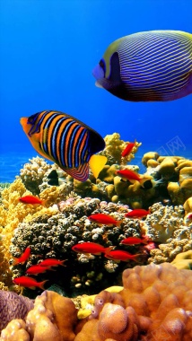 海底世界动物动态H5背景背景
