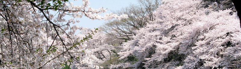 花卉鲜花清闲植物樱花美丽浪漫梦幻春天jpg设计背景_新图网 https://ixintu.com 植物 樱花 清闲 花卉 鲜花 美丽 浪漫 梦幻 春天 海报banner 文艺 小清新 简约