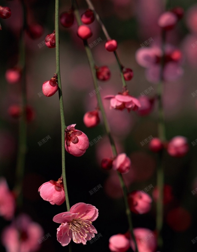 粉色花朵H5背景jpg设计背景_新图网 https://ixintu.com 花 唯美 浪漫 花季 粉色 H5 h5 摄影 风景