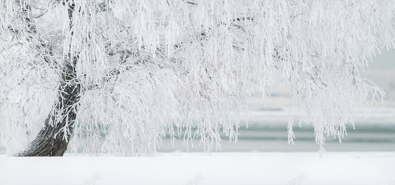 白色雪树jpg设计背景_新图网 https://ixintu.com 白色雪树 冬天风景 雪地 寒冷 摄影风景 海报banner 摄影 风景