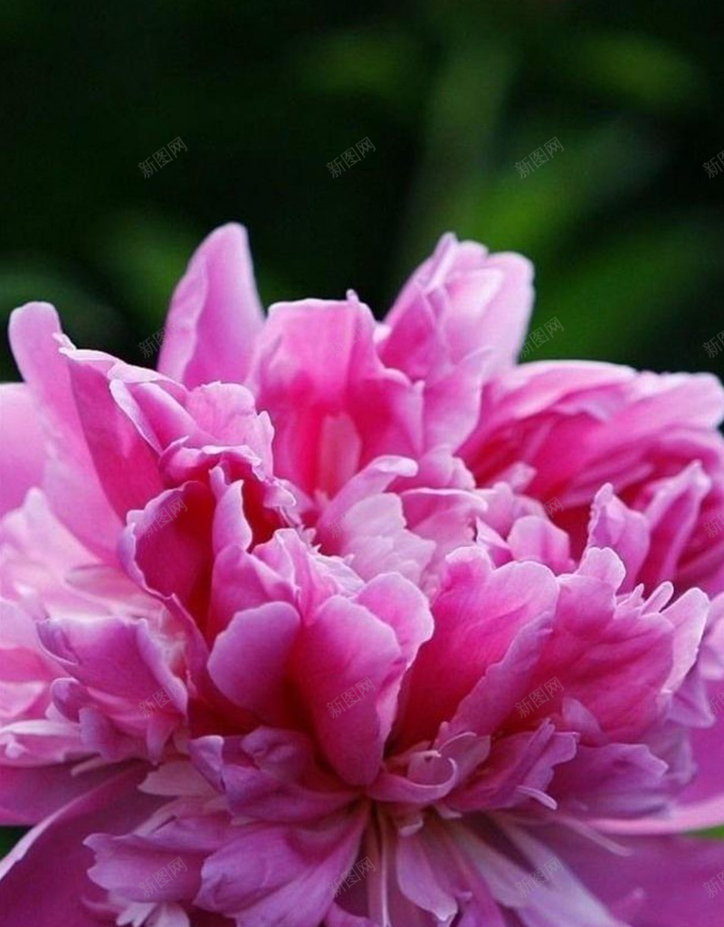 唯美粉色牡丹H5背景jpg设计背景_新图网 https://ixintu.com 植物 牡丹 花朵 花 紫色 H5背景 唯美 H5 h5 摄影 风景
