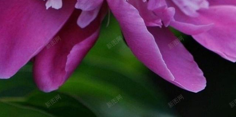 唯美粉色牡丹H5背景jpg设计背景_新图网 https://ixintu.com 植物 牡丹 花朵 花 紫色 H5背景 唯美 H5 h5 摄影 风景