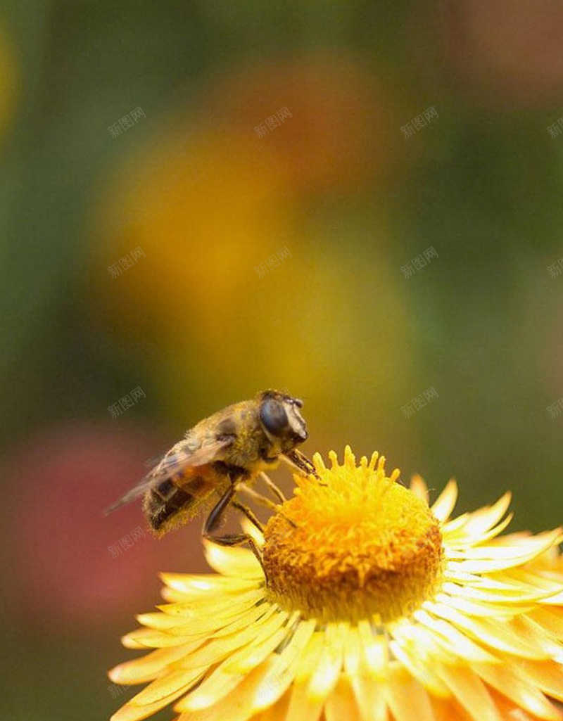 蜜蜂采蜜H5背景jpg设计背景_新图网 https://ixintu.com 植物 自然 花朵 蜜蜂 花 H5背景 H5 h5