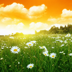 草原落日背景矢量图清新自然的小花朵高清图片
