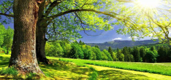 粗树绿色风景图高清图片
